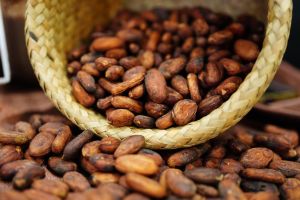 Export Quality Cocoa Beans