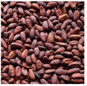 Natural Dried Cocoa Beans