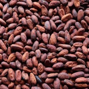 Premium Chocolate Cocoa Beans