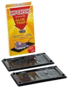 Regular Rat Glue Trap
