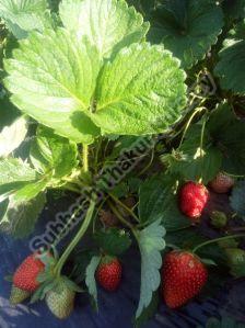 Camarosa Strawberry Plants