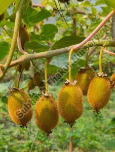 Kiwi Fruit