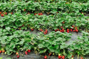 Organic Strawberry Plants