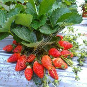 Winter Dawn Strawberry Plants