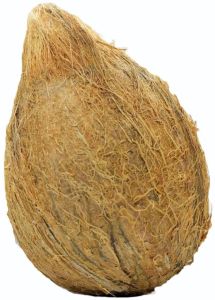 Fresh Whole Husked Coconut