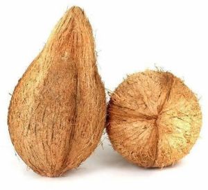 Mature Round Semi Husk Coconut