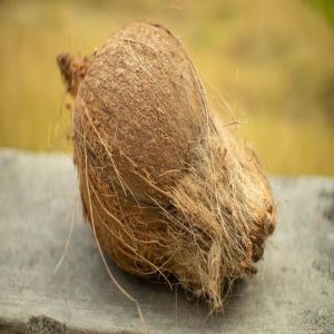 Round Husked Coconut