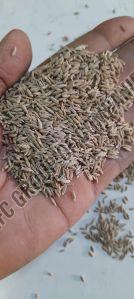 Cummins Seeds
