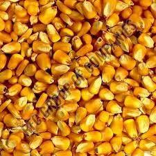 yellow corn maize