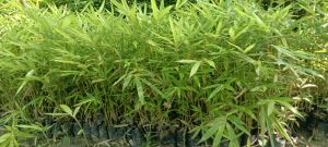 Bamboo Plants