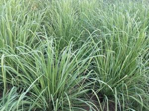 Lemon Grass Plant