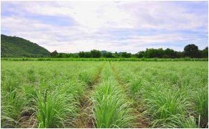 Lemon Grass Plant