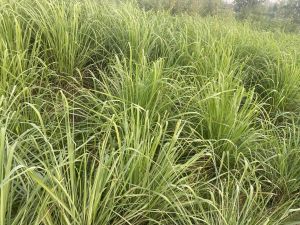 Lemon Grass Plant