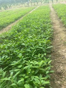 Sarpagandha Nursery Plants