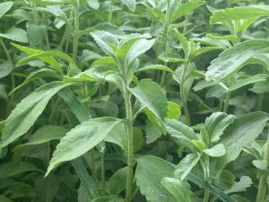 Stevia Nursery Plants