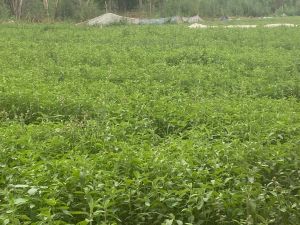 Stevia Nursery Plants