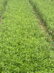 Stevia Nursery Plants