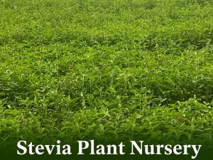 Stevia Nursery Plants