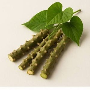 Giloy Stem