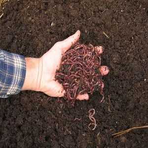 Earthworms for Composting