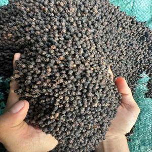 Organic Black Pepper Seeds