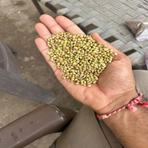 Whole Coriander Seeds