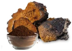 30% Chaga Mushroom Extract