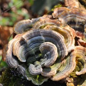 30% Turkey Tail Mushroom Extract