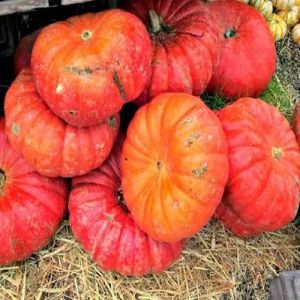 Fresh Red Pumpkin
