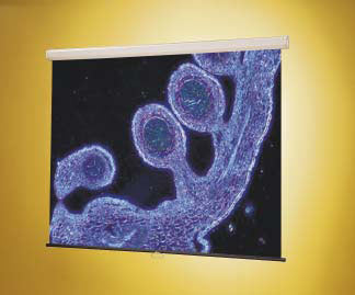 Projection Screens