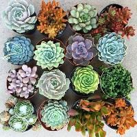 succulents plants