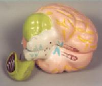 FIBER GLASS brain model