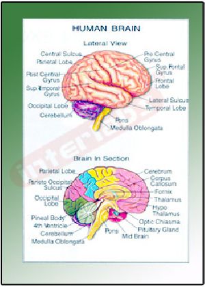 Human Brain Educational Charts