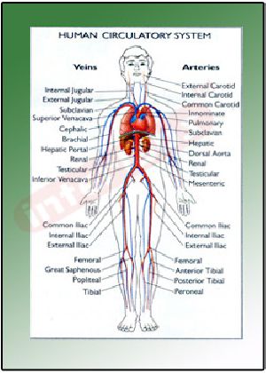 HUMAN CIRCULATORY SYSTEM Educational Charts