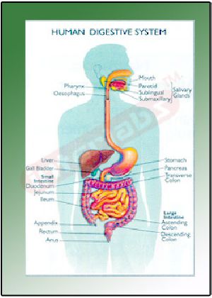 HUMAN DIGESTIVE SYSTEM Educational Charts