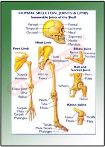 HUMAN SKELETON JOINTS Educational Charts