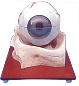 Eye Model