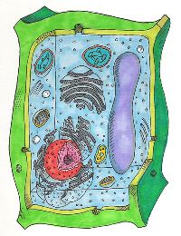 Plant Cell