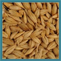 Barley