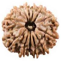 13 Mukhi Rudraksha