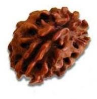 2 Mukhi Rudraksha