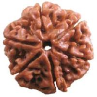 6 Mukhi Rudraksha