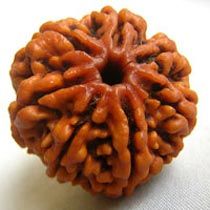 7 Mukhi Rudraksha