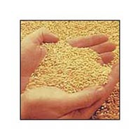 Layer Concentrate Feed