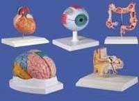 Laboratory Models