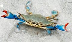 blue crabs