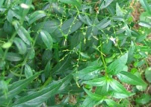 Andrographis Paniculata Powder