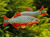 freshwater aquarium fishes