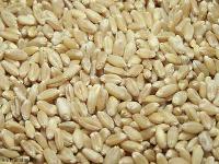 Wheat 2