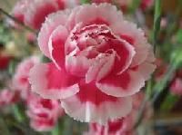 Carnations